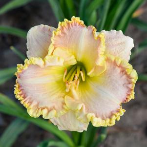 SINGULAR SENSATION DAYLILY