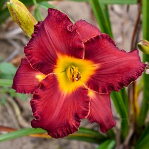 ANOTHER BRICK IN THE WALL DAYLILY