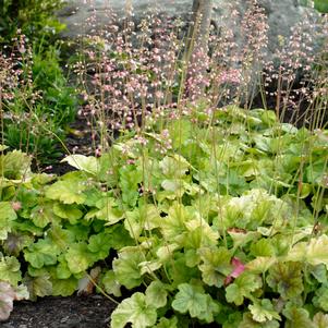 MIRACLE CORAL BELLS