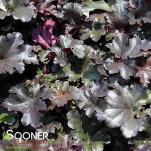 PRIMO® BLACK PEARL CORAL BELLS