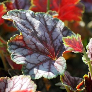 BEAUTY OF COLOR CORAL BELLS