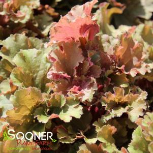 FRILLY CORAL BELLS