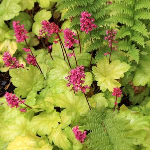 HAVANA CORAL BELLS