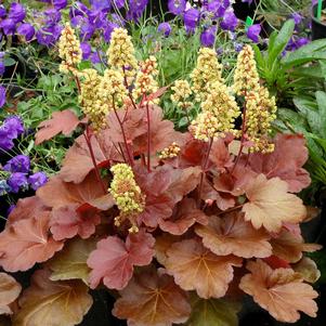 LITTLE CUTIE™ BLONDIE CORAL BELLS