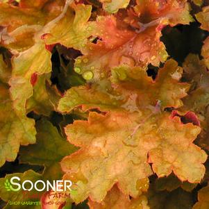 AMBER WAVES CORAL BELLS