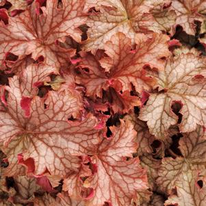 CARNIVAL PEACH PARFAIT CORAL BELLS