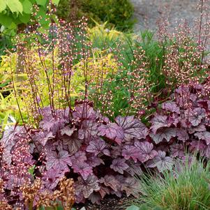 PLUM ROYALE CORAL BELLS