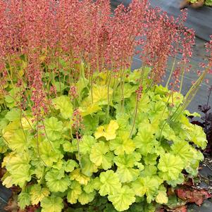 NORTHERN EXPOSURE™ LIME CORAL BELLS