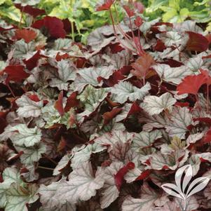 HARVEST BURGUNDY CORAL BELLS