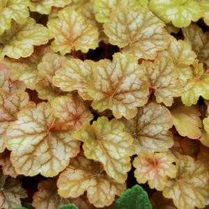 GINGER ALE CORAL BELLS