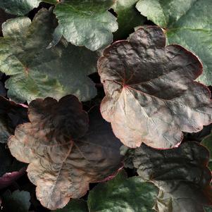 CARNIVAL BLACK OLIVE CORAL BELLS