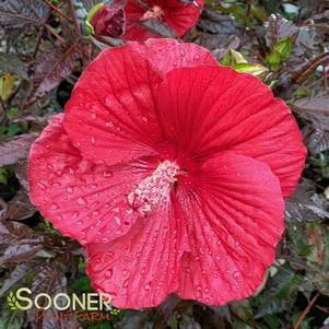 MIDNIGHT MARVEL HARDY HIBISCUS