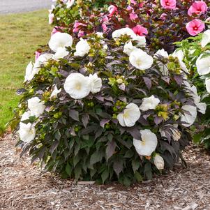 SUMMERIFIC® COOKIES AND CREAM HARDY HIBISCUS