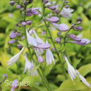 GOLD DROP HOSTA