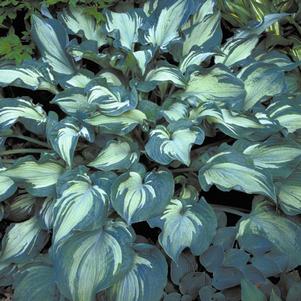 GUARDIAN ANGEL HOSTA