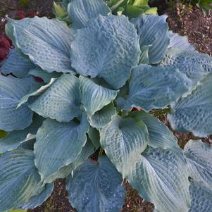 SHADOWLAND® DIAMOND LAKE HOSTA