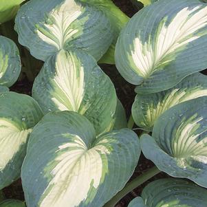 SHADOWLAND® HUDSON BAY HOSTA