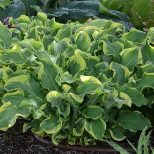 SHADOWLAND® WHEEE! HOSTA