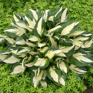 LOYALIST HOSTA