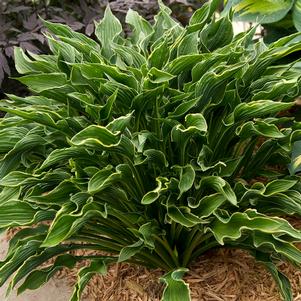 PRAYING HANDS HOSTA