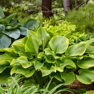 SHADOWLAND® LONE STAR HOSTA