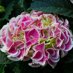 EDGY® HEARTS HYDRANGEA