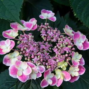 EDGY® ORBITS HYDRANGEA