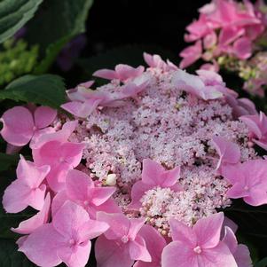 LET'S DANCE® STARLIGHT HYDRANGEA