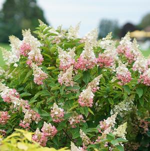 PINKY WINKY® HYDRANGEA