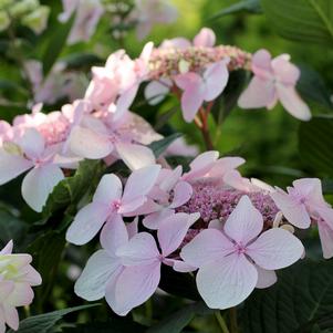 LET'S DANCE DIVA!® HYDRANGEA