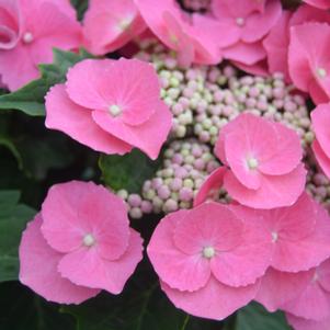 CABBAGE PATCH™ HYDRANGEA