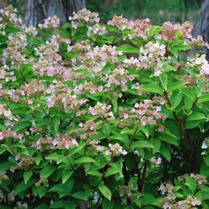 PEARLS 'N PINK™ HYDRANGEA