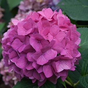 LET'S DANCE® RAVE® HYDRANGEA