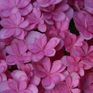 PARAPLU® HYDRANGEA