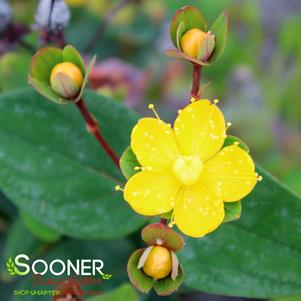 HYPEARL COMPACT RED ST. JOHN'S WORT