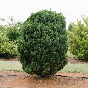 CHUBBY HUBBY™ MALE JAPANESE HOLLY