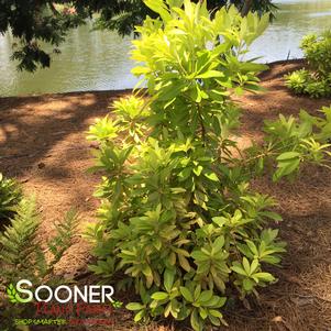 FLORIDA SUNSHINE SMALL ANISE TREE