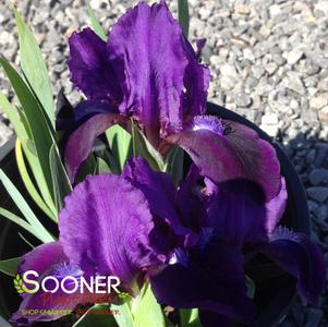 PURPLE BEARDED IRIS