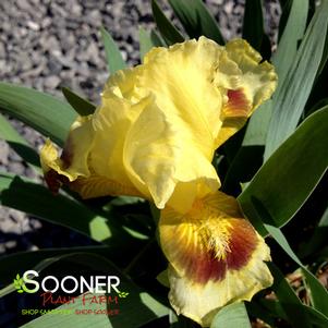 YELLOW BEARDED IRIS