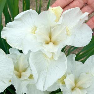 SWANS IN FLIGHT SIBERIAN IRIS