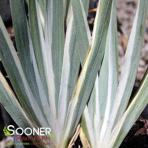 WHITE VARIEGATED IRIS