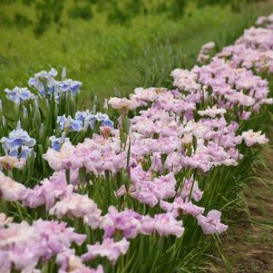 PINKERTON JAPANESE IRIS