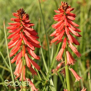 POCO™ RED RED HOT POKER