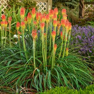 FIRE DANCE RED HOT POKER