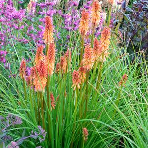 CREAMSICLE POPSICLE™ RED HOT POKER