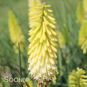 PINEAPPLE POPSICLE™ RED HOT POKER