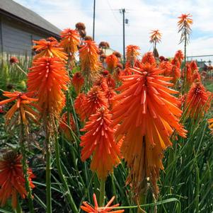 FIRE GLOW RED HOT POKER