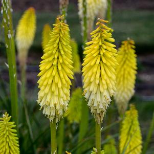 PYROMANIA™ FLASHPOINT RED HOT POKER