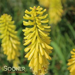 LEMON POPSICLE™ RED HOT POKER