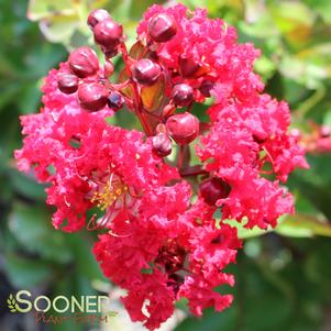 CENTENNIAL SPIRIT CRAPEMYRTLE